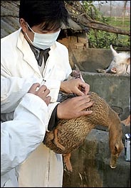 20080311-bird flu 5.jpg